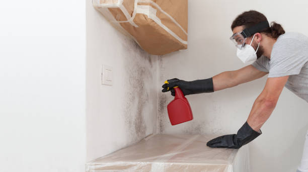 Basement Mold Remediation treatment on basement walls in Brielle
